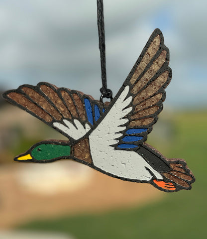 Mallard Duck